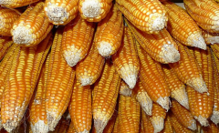储备玉米拍卖启动首拍，市场价应声回落！
